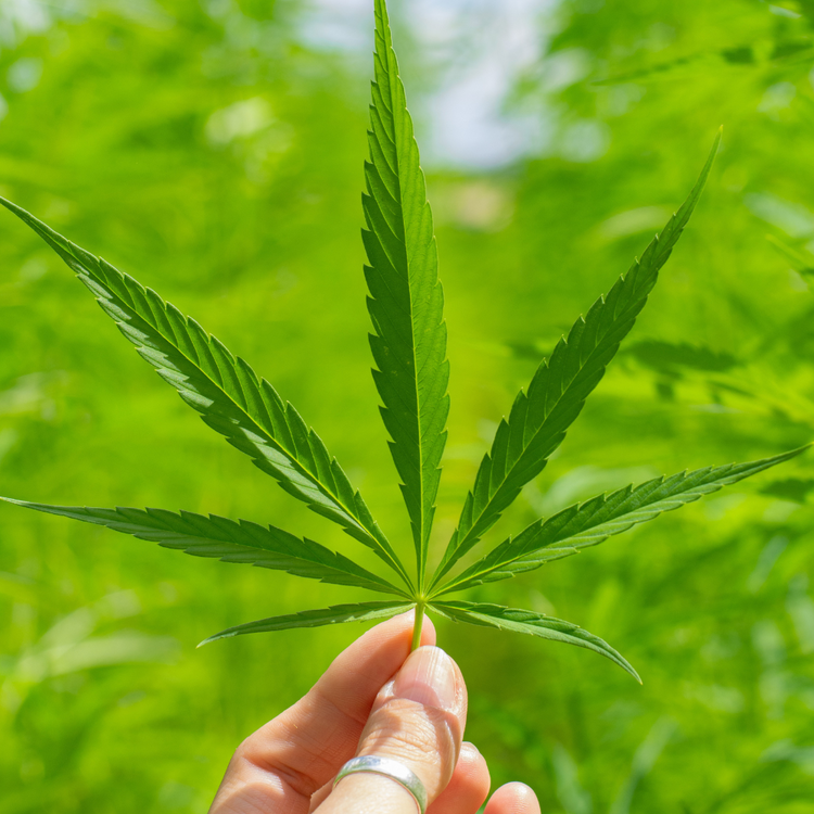 CBD Η4CBD H3CBN
